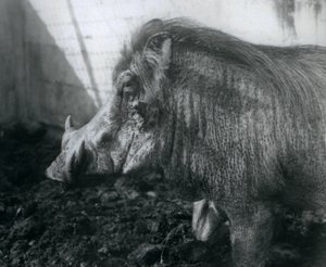 واثوج يقف في الوحل ، حديقة حيوان لندن ، 1927 بواسطة فريدريك وليام بوند