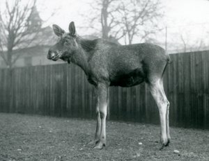 ثور ElkMoose ، مع جروح من قرون سقيفة مؤخرًا ، يقف في حديقة حيوان لندن ، يناير 1926 بواسطة فريدريك وليام بوند