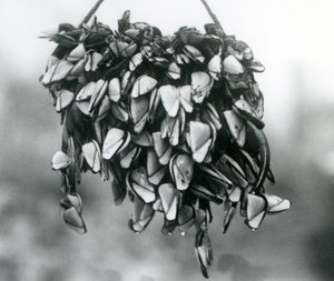 مجموعة من Pelagic Gooseneck Smooth Gooseneck Barnacles يتم تعليقها خارج الماء على حبل ، حديقة حيوان لندن ، مارس 1925 بواسطة فريدريك وليام بوند