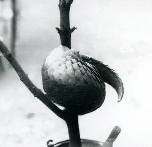 بانجولين صيني معرض لخطر الانقراض ، ملتف حول فرع عمودي ، حديقة حيوان لندن ، يوليو 1925 بواسطة فريدريك وليام بوند