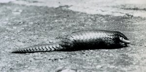 أنثى بانجولين صينية في حديقة حيوان لندن في أغسطس 1925 بواسطة فريدريك وليام بوند