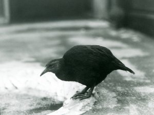 طائر WekaMaori بدون طيار في حديقة حيوان لندن عام 1927 بواسطة فريدريك وليام بوند