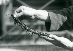 حارس يحمل حريش عملاق في يديه ، حديقة حيوان لندن ، 1927 بواسطة فريدريك وليام بوند