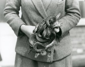 حارس يحمل عقدة من Royal أو Ball Python الشاب في حديقة حيوان لندن في عام 1931 (صورة b / w) بواسطة فريدريك وليام بوند