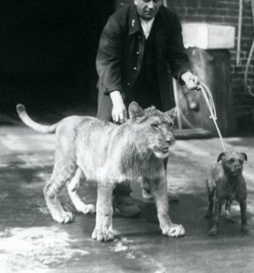 حارس يأخذ كلبًا وأسدًا صغيرًا في نزهة ، حديقة حيوانات لندن ، أغسطس 1925 (صورة أبيض وأسود) بواسطة فريدريك وليام بوند