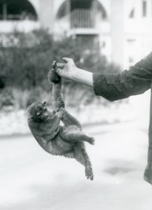 كينكاجو معلقة من إصبع الحراس من ذيله قبل الأوان ، حديقة حيوان لندن ، سبتمبر 1925 بواسطة فريدريك وليام بوند