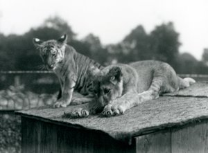 أسد وشبل نمر يجلسان معًا على سطح عرينهما ، حديقة حيوان لندن ، سبتمبر 1925 (صورة b / w) بواسطة فريدريك وليام بوند