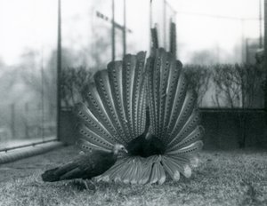 ذكر أرجوس PheasantGreat Argus عرض المغازلة ، مع أنثى تقف بجانبه ، حديقة حيوان لندن ، يناير 1926
