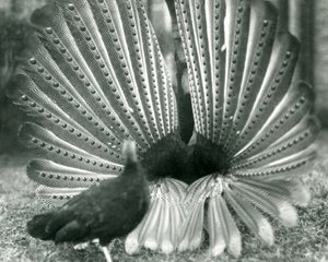 ذكر أرجوس PheasantGreat Argus عرض المغازلة ، مع أنثى تقف بجانبه ، حديقة حيوان لندن ، يناير 1926 بواسطة فريدريك وليام بوند