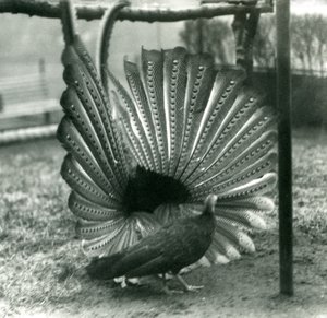 ذكر أرجوس PheasantGreat Argus عرض المغازلة ، مع أنثى تقف بجانبه ، حديقة حيوان لندن ، يناير 1926 بواسطة فريدريك وليام بوند