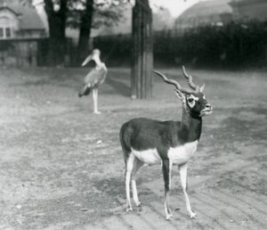 ذكر Blackbuck أو Indian Antelope يقف في حقل في حديقة حيوان لندن ، أكتوبر 1926 (b / w photo) بواسطة فريدريك وليام بوند