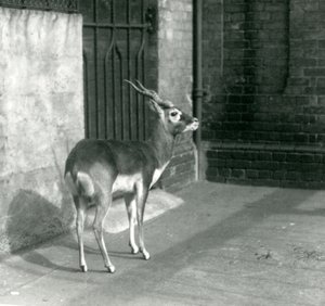 ذكر Blackbuck يقف في الضميمة في حديقة حيوان لندن في يونيو 1925 بواسطة فريدريك وليام بوند