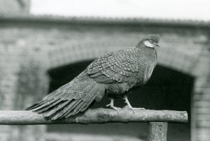 ذكر الدراج الرمادي الطاووس يقف على مقعده في حديقة حيوان لندن في عام 1931 (صورة بالأبيض والأسود) بواسطة فريدريك وليام بوند