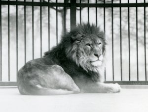 أسد ذكر يستريح في حظيره في حديقة حيوان لندن في مارس 1925 (صورة بالأبيض والأسود) بواسطة فريدريك وليام بوند