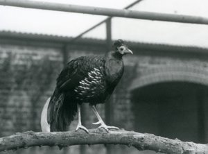 دراج / فاير باك متوج من الذكور يقف على فرع أفقي في حديقة حيوان لندن في عام 1928 (صورة b / w) بواسطة فريدريك وليام بوند