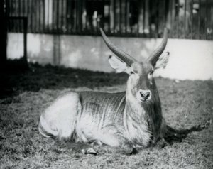 ذكر Waterbuck ملقى على العشب في حقله في حديقة حيوان لندن في عام 1928 (b / w photo) بواسطة فريدريك وليام بوند