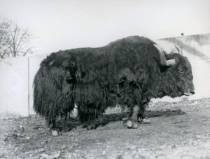 ذكر ثور يقف في حقله في حديقة حيوان لندن عام 1928 (صورة بالأبيض والأسود) بواسطة فريدريك وليام بوند