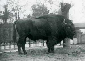 البيسون الأوروبي الضخم يقف على العشب في حقله. حديقة حيوان لندن ، أكتوبر 1927. البيسون الأوروبي الضعيف يُعرف أيضًا باسم Wisent ، أو European Wood Bison. بواسطة فريدريك وليام بوند
