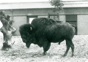 ثور قريب من الأمريكي BisonBuffalo مهدد يقف في حقله ، حديقة حيوان لندن ، 1927 بواسطة فريدريك وليام بوند