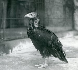 قريب من النسور الأوراسية السوداء المهددة يقف في حديقة حيوان لندن ، 1927 بواسطة فريدريك وليام بوند
