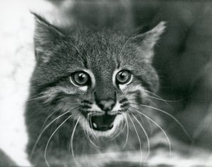 قريب من تهديد Pampas Cat / Pantanal Cat / Colocolo في حديقة حيوان لندن في عام 1929 (صورة b / w) بواسطة فريدريك وليام بوند