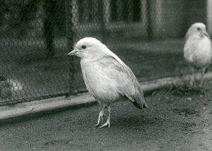 زوج من Kagus ، أو Cagous ، يقفان على أرضية حاويةهما في حديقة حيوان لندن ، 1927 بواسطة فريدريك وليام بوند