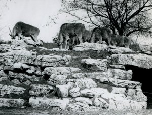 قطيع صغير من رعي Eland المشترك بين الصخور في ElandAntelope Paddock في حديقة حيوان لندن في يونيو 1925 بواسطة فريدريك وليام بوند