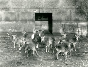 قطيع صغير من Mouflon في حديقة حيوان لندن في نوفمبر 1926 بواسطة فريدريك وليام بوند