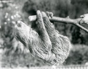 كسل ذو إصبعين معلق من فرع مقطوع ، يحتفظ به حارس ، حديقة حيوان لندن ، سبتمبر 1925 بواسطة فريدريك وليام بوند