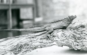 سحلية Sailfin ضعيفة تستريح على سجل في حديقة حيوان لندن في عام 1928 (b / w photo) بواسطة فريدريك وليام بوند