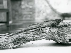 سحلية Sailfin ضعيفة تستريح على سجل في حديقة حيوان لندن في عام 1928 (b / w photo) بواسطة فريدريك وليام بوند