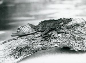 سحلية Sailfin ضعيفة ، وذيل تالف ، تستريح على جذع شجرة في حديقة حيوان لندن في عام 1929 (صورة أبيض وأسود) بواسطة فريدريك وليام بوند