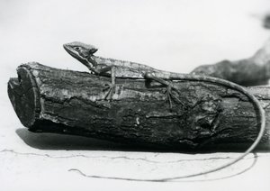 سحلية بازيليسق صغيرة تستريح على جذع شجرة في حديقة حيوان لندن في أغسطس 1928 (صورة بالأبيض والأسود) بواسطة فريدريك وليام بوند