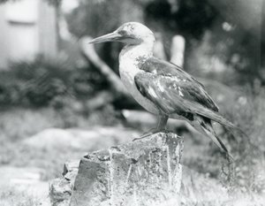 جانيت صغير يقف على جذع شجرة في حديقة حيوان لندن عام 1929 (صورة بالأبيض والأسود) بواسطة فريدريك وليام بوند