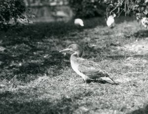 غانيت صغير يقف على العشب في حديقة حيوان لندن في سبتمبر 1927 بواسطة فريدريك وليام بوند