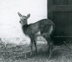 شاب Lechwe يقف على القش ، حديقة حيوان لندن ، يناير 1926 بواسطة فريدريك وليام بوند