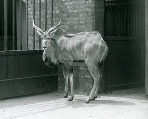 شاب شاب من Kudu يقف في حظيره في حديقة حيوان لندن في عام 1929 (صورة أبيض وأسود) بواسطة فريدريك وليام بوند