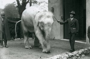 AlbinoWhite Burmese Elephant Pawah مع الحضور بما في ذلك الدكتور Saw Po Min ، حديقة حيوان لندن ، مايو 1926 بواسطة فريدريك وليام بوند