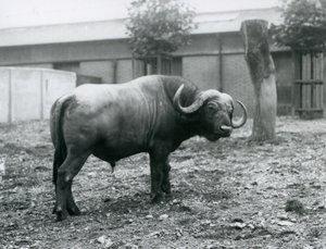 جاموس أفريقي ، أو كيب بافالو ، يقف في مربيته في حديقة حيوان لندن ، 1927 بواسطة فريدريك وليام بوند