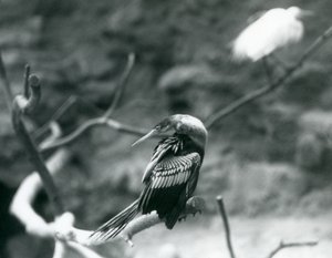AnhingaAmerican DarterSnakebirdWater Turkey يجلس على فرع في حديقة حيوان لندن في سبتمبر 1927 بواسطة فريدريك وليام بوند