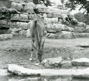 رعي Eland في Antelope Paddock في حديقة حيوان لندن في عام 1929 (b / w photo) بواسطة فريدريك وليام بوند