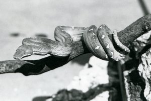 Emerald Tree Boa بجسمها ملفوف على طول فرع ، حديقة حيوان لندن ، أكتوبر 1928 (b / w photo) بواسطة فريدريك وليام بوند