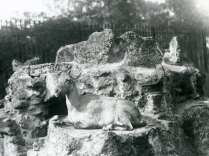 إبن هيمالايا يستقر على حافة صخرية في حديقة حيوان لندن ، أغسطس 1927 بواسطة فريدريك وليام بوند