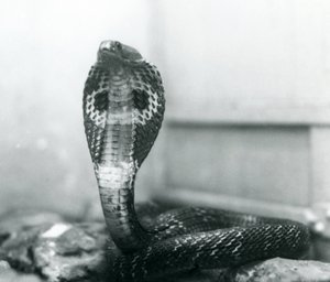 IndianSpectacledAsianBinocellate Cobra برأس مرفوع وغطاء متوهج ، حديقة حيوان لندن ، أكتوبر 1925 بواسطة فريدريك وليام بوند