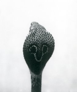 IndianSpectacledAsianBinocellate Cobra برأس مرفوع وغطاء متوهج ، حديقة حيوان لندن ، أكتوبر 1925 بواسطة فريدريك وليام بوند