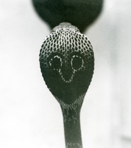 IndianSpectacledAsianBinocellate Cobra برأس مرفوع وغطاء متوهج ، حديقة حيوان لندن ، أكتوبر 1925 بواسطة فريدريك وليام بوند