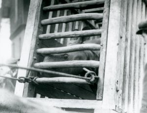 وحيد القرن الهندي يخرج من صندوق النقل الخشبي عند الوصول إلى حديقة حيوان لندن في عام 1924 بواسطة فريدريك وليام بوند
