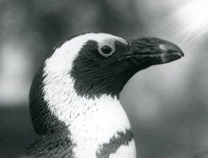 JackassAfrican Penguin في حديقة حيوان لندن ، سبتمبر 1925