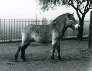 حصان بريزيوالسكيس وايلد المهدَّد بالانقراض يقف في حقله في حديقة حيوان لندن ، أكتوبر 1927 بواسطة فريدريك وليام بوند