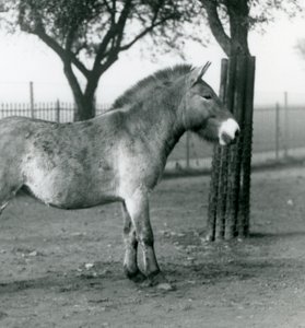 حصان بريزيوالسكيس وايلد المهدَّد بالانقراض يقف في حقله في حديقة حيوان لندن ، أكتوبر 1927 بواسطة فريدريك وليام بوند
